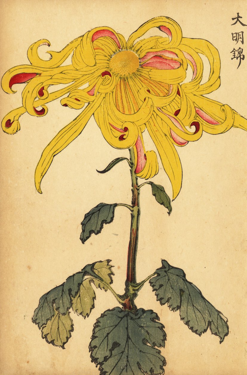 Hybride gelbe unregelmäßige Chrysantheme, 1893 (Gravur) von Keika Hasegawa