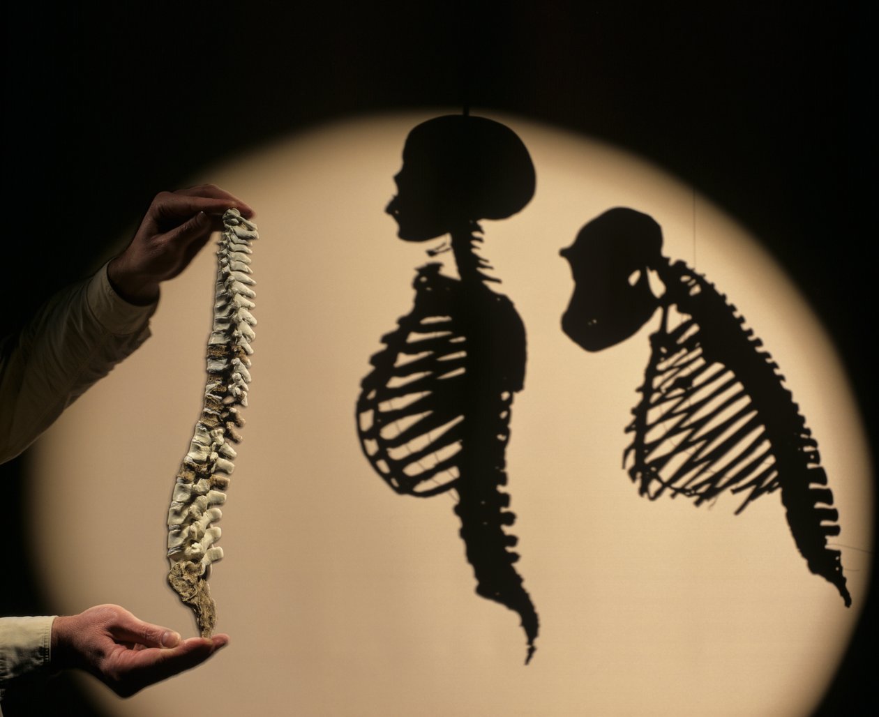 Die ersten Schritte, Wirbelsäulenrekonstruktion, Bruce Latimer, Cleveland Museum of Natural History von Kenneth Garrett