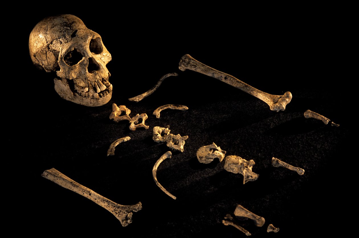 Vier Fuß sieben Zoll großes zusammengesetztes Skelett von Individuen, die in Dmanisi gefunden wurden, 2008 (Foto) von Kenneth Garrett