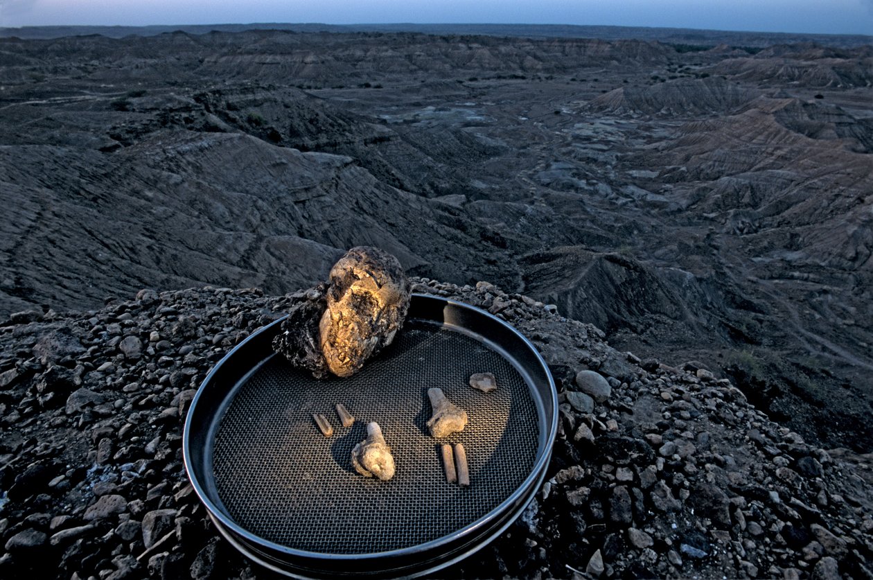 Lucys Kind, Zeray Alemseged, Australopithecus Afarensis, Äthiopien, Paläontologe von Kenneth Garrett