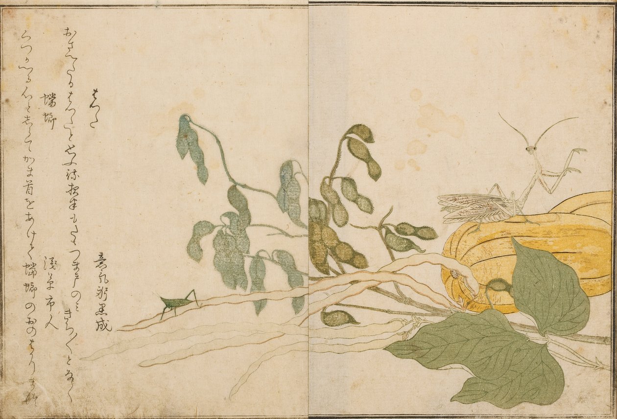 Grashüpfer und Gottesanbeterin, 1788 von Kitagawa Utamaro