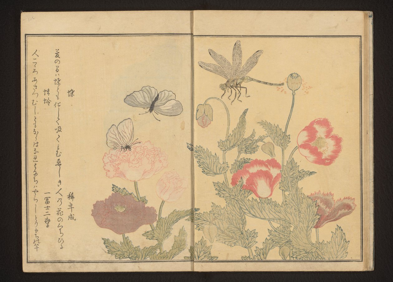Schmetterlinge und Libelle in der Nähe von Mohnblumen von Kitagawa Utamaro
