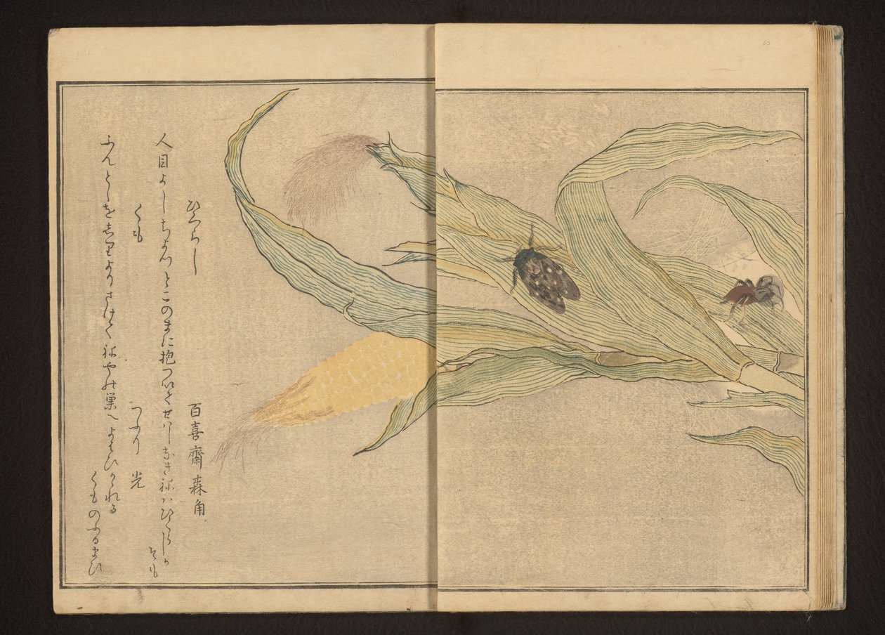 Zikade und Spinne auf Mais von Kitagawa Utamaro