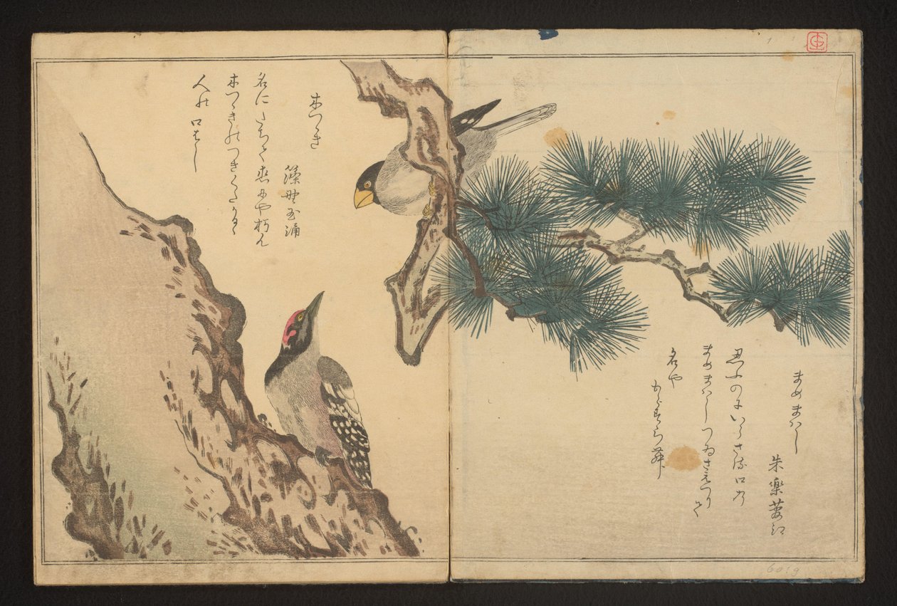 Kernbeißer und Specht von Kitagawa Utamaro