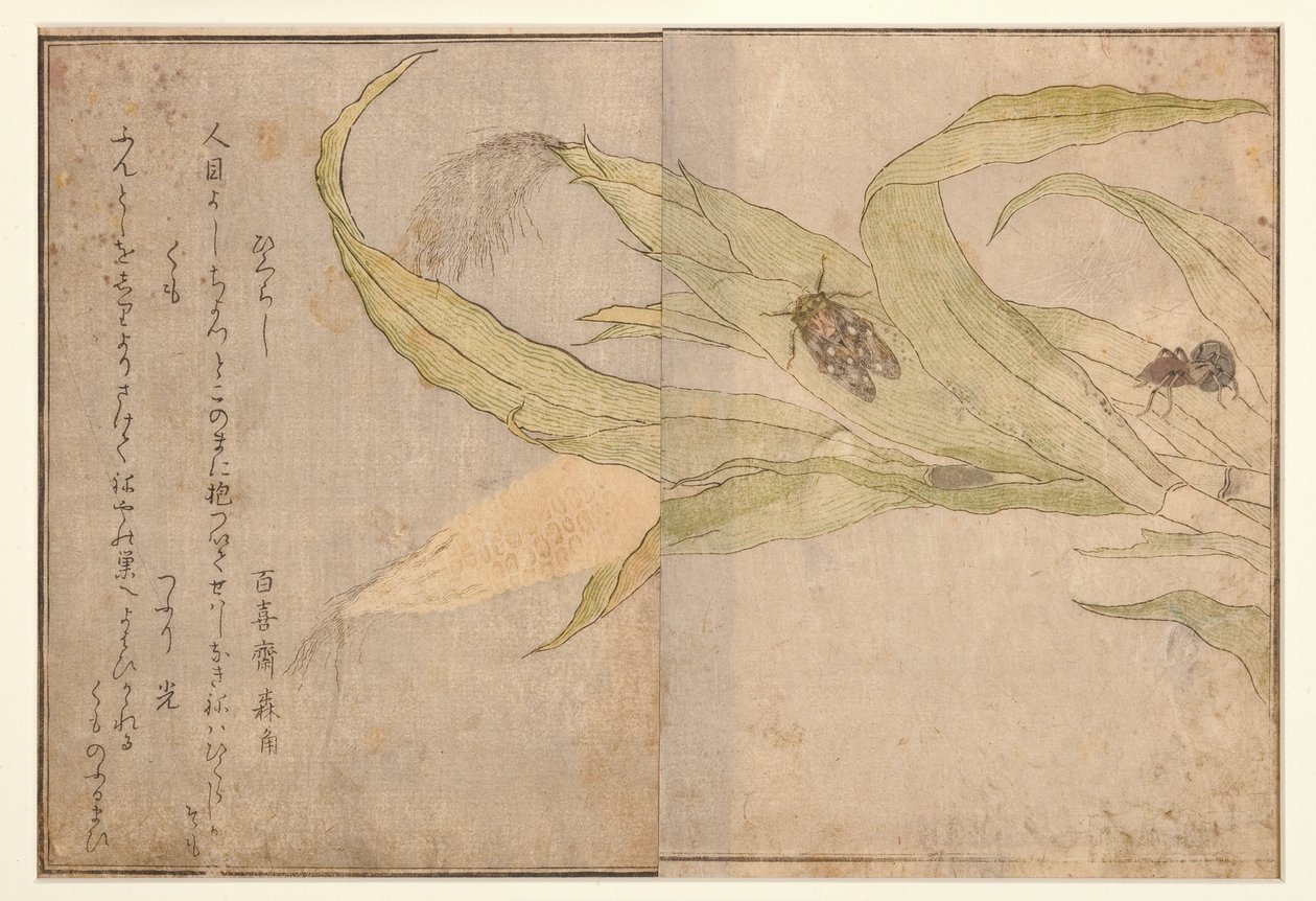 Higurashi und Spinne, 1788 (Holzschnitt) von Kitagawa Utamaro