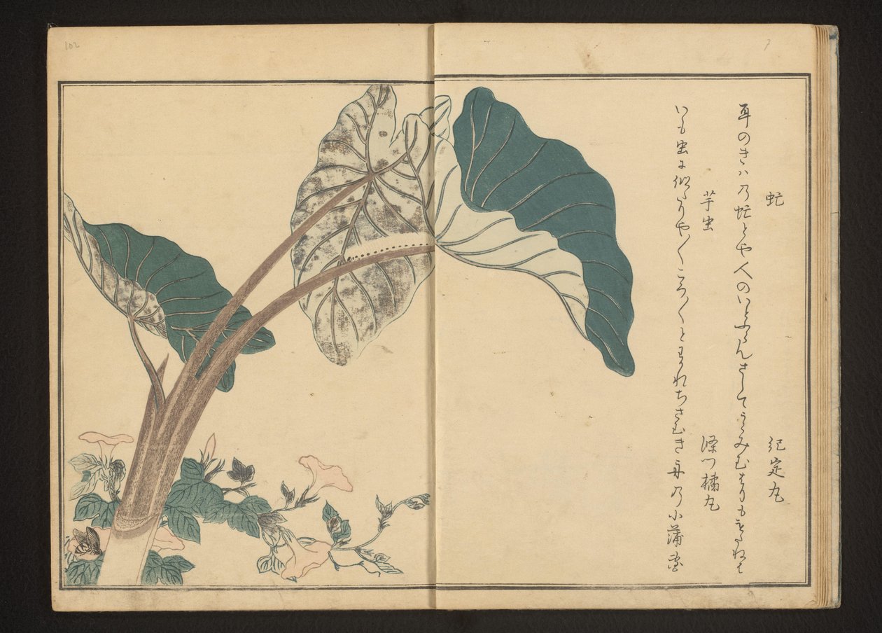 Pferdefliege auf Winde und Raupe auf Taro-Pflanze von Kitagawa Utamaro