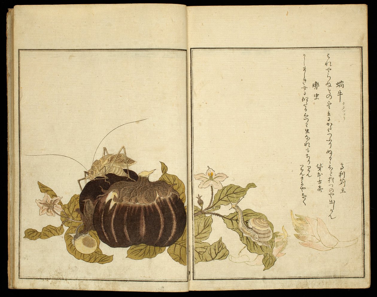 Bilderbuch: Ausgewählte Insekten von Kitagawa Utamaro