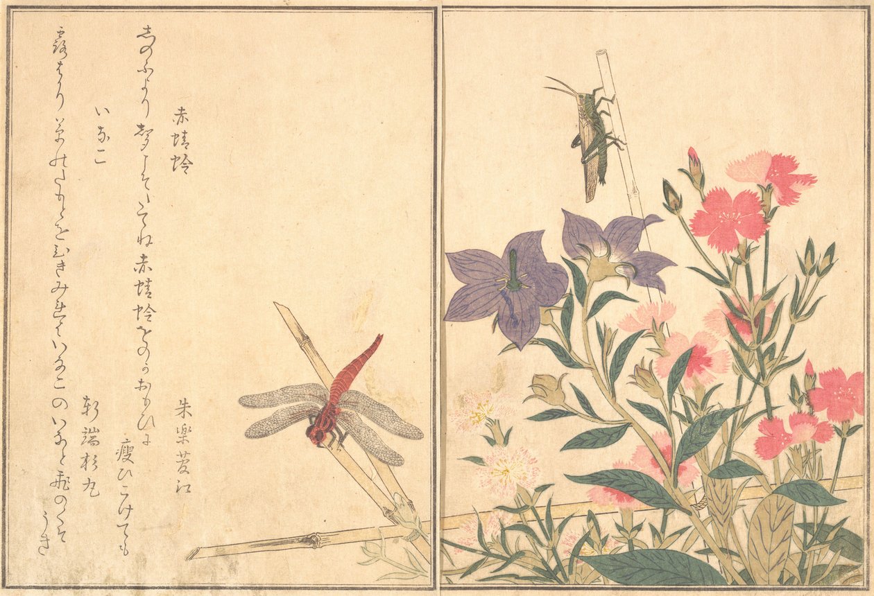Rote Libelle Akatonbo, Heuschrecke Inago..., 1788 von Kitagawa Utamaro