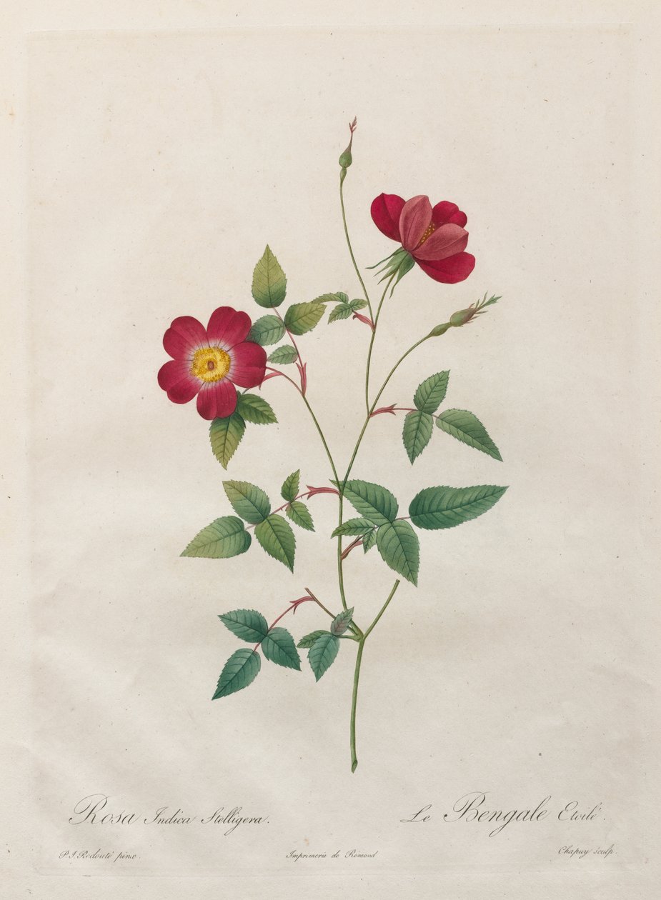 Rosa Indica Stelligera von Kitagawa Utamaro