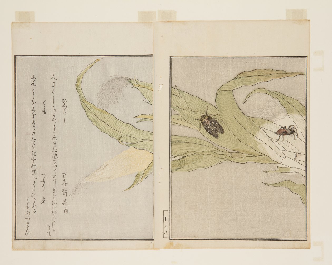Spinne und Abendzikade von Kitagawa Utamaro