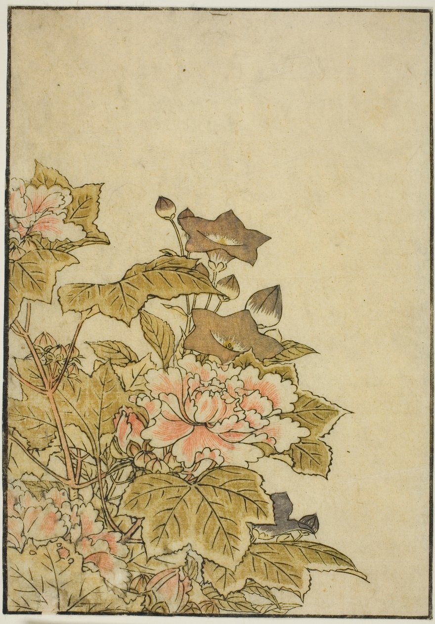 Herbstblumen: Pfingstrosen und Glockenblumen, aus dem Buch "Spiegel der schönen Frauen der Vergnügungsviertel (Seiro bijin awase sugata kagami)," Bd. 2 von Kitao Shigemasa