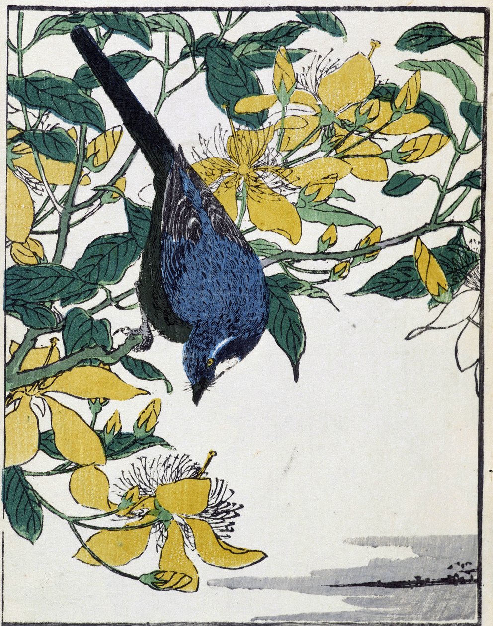 Vogel auf einem Baum. Japanische Zeichnung von Kitao Kosuisai von Kitao Shigemasa