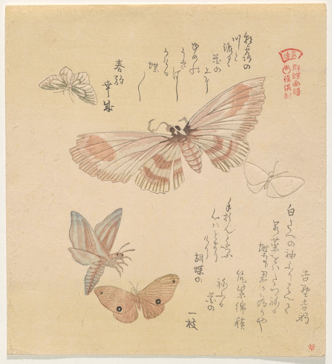 Schmetterlinge und Motten, aus der Serie Ein Schwarm von Schmetterlingen (Gunchō Gafu) von Kubo Shunman