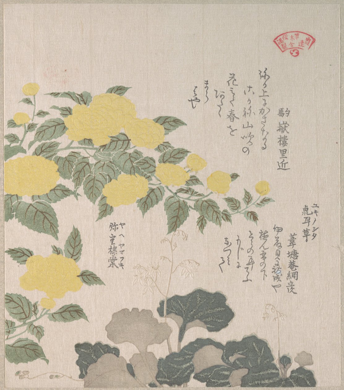 Corchorus (oder Gelbe Rose) und Kriechender Steinbrech von Kubo Shunman