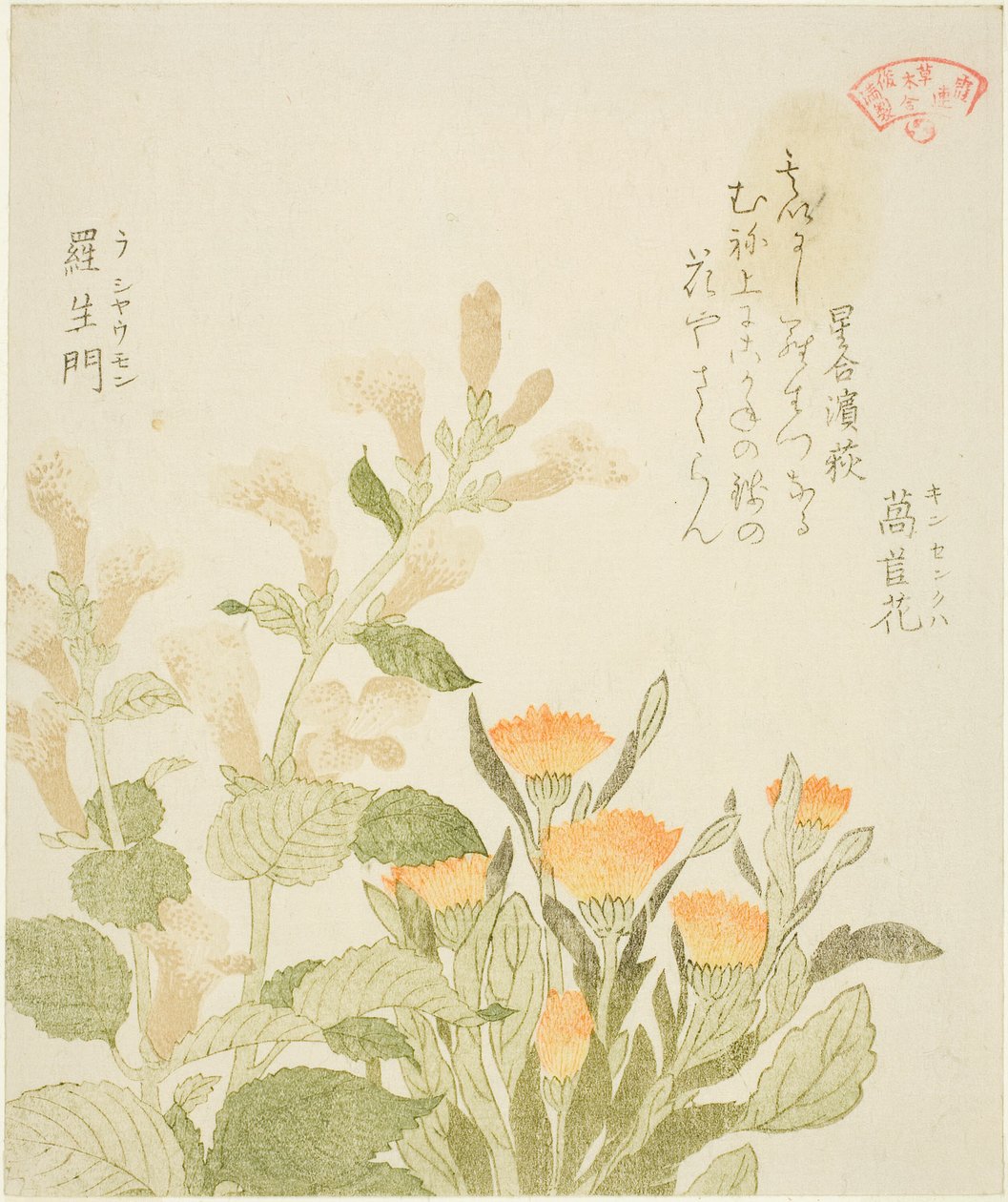 Ringelblume (Kinsenka) und Rashomon-Blumen, aus der Serie "Sammlung von Pflanzen für den Kasumi-Dichtkreis (Kasumi-ren somoku awase)" von Kubo Shunman