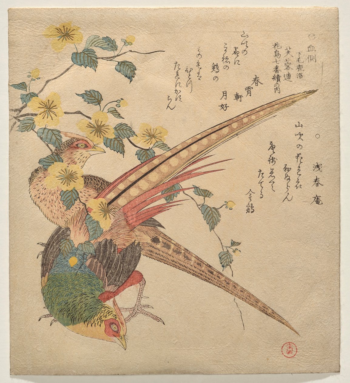 Paar chinesische Fasanen und ein Zweig Yamabuki-Blumen von Kubo Shunman