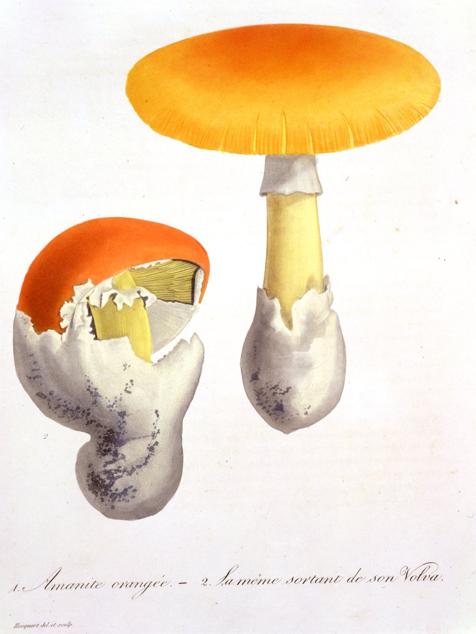 Amanita Caesaria aus 