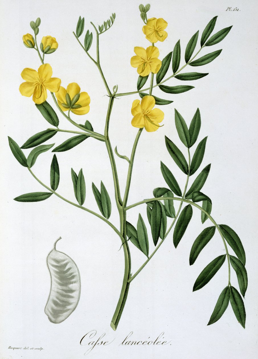 Cassia aus 