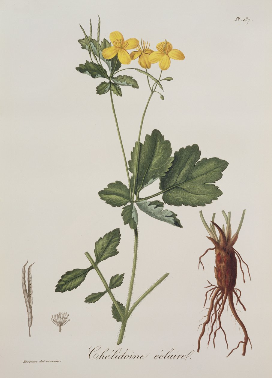Celidonium Majus aus Phytographie Medicale von Joseph Roques (1772-1850), veröffentlicht 1821 von L.F.J. Hoquart