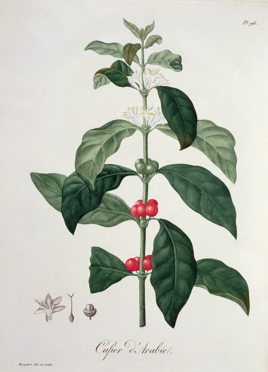 Coffea Arabica aus 