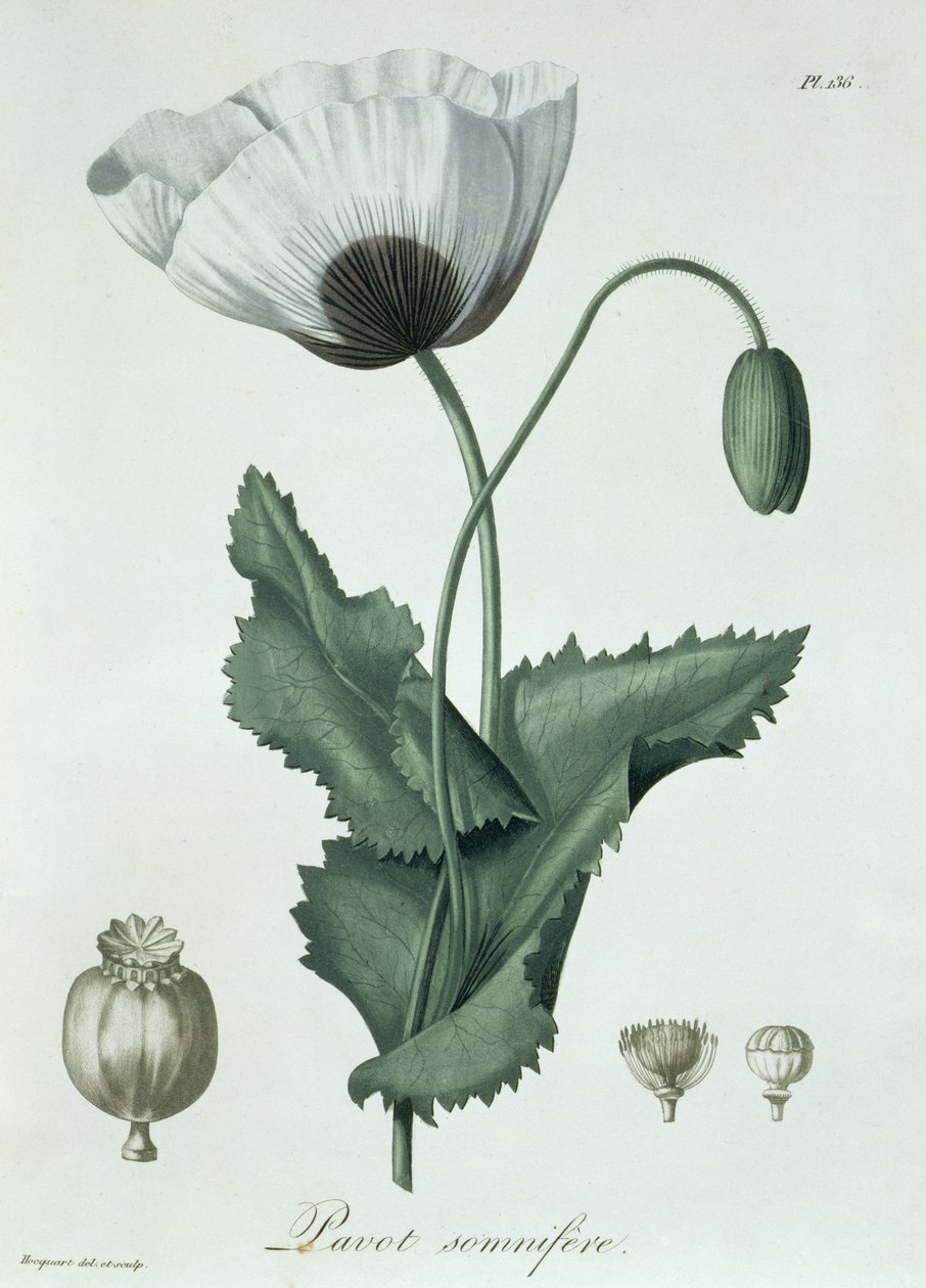 Papaver Somniferum aus 