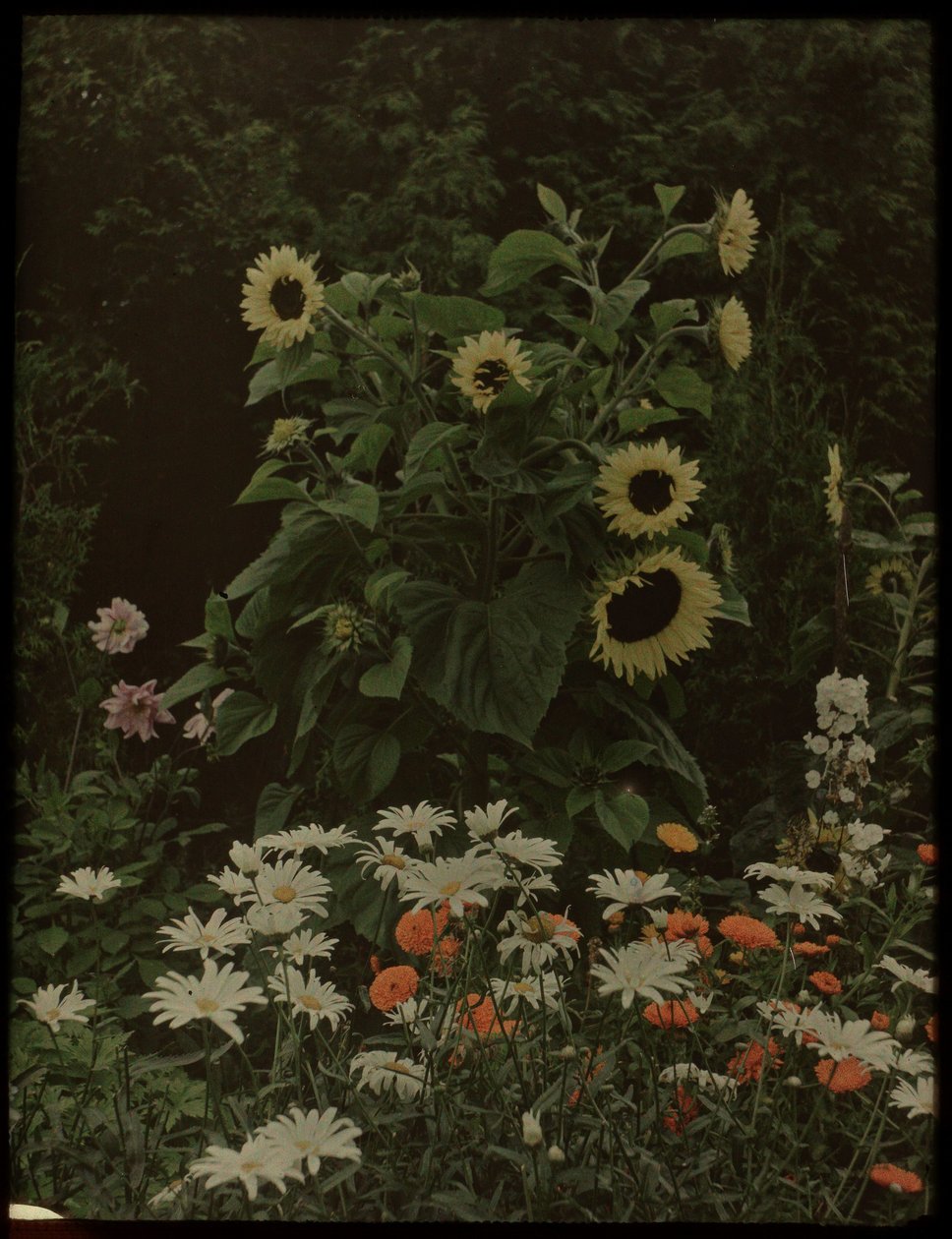 Garten des Hauses Kersbergen, Zeist, mit unter anderem Sonnenblumen von Lambertus Hendrik van Berk