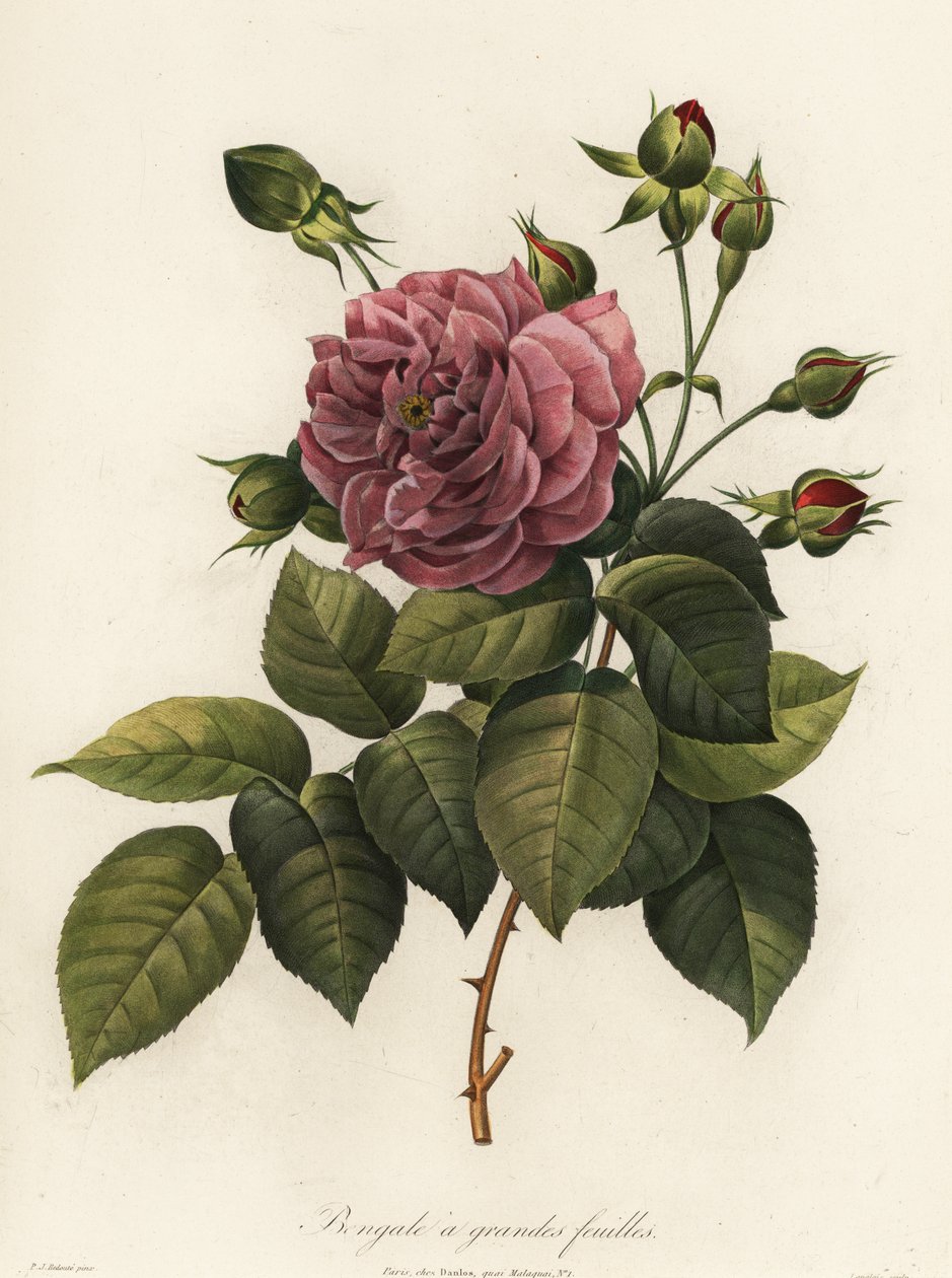 Bengalische Rose, Rosa chinensis Sorte, Bengale a grandes feuilles von Langlois Langlois