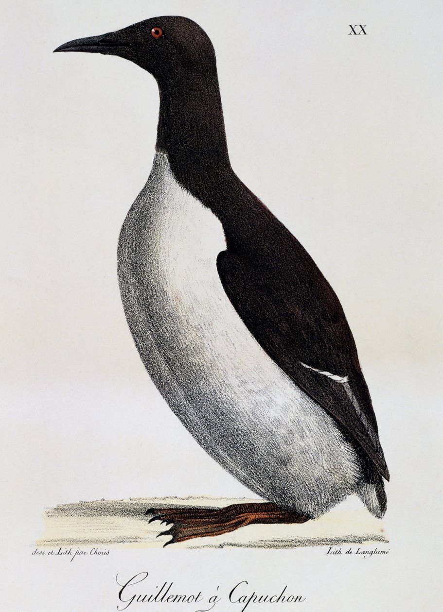 Trottellumme (Uria aalge), aus Voyage pittoresque autour du monde von Langlume Langlume