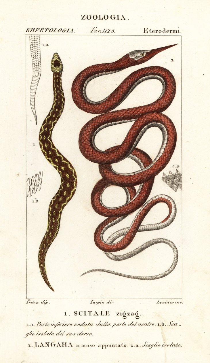 Sägeschuppenotter, Echis carinatus 1, und Madagaskar-Blattnasenschlange, Langaha madagascariensis 2 von Lasinio Lasinio