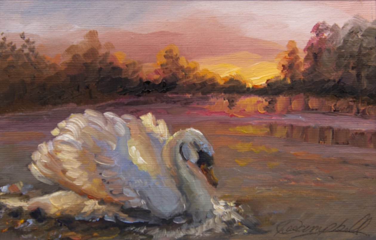 Schwan bei Sonnenaufgang, 2016 von Lee Campbell