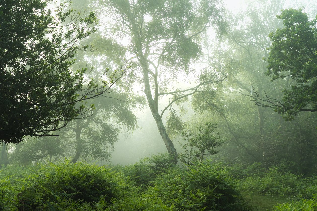 Echos in Grün von Lee Cooper