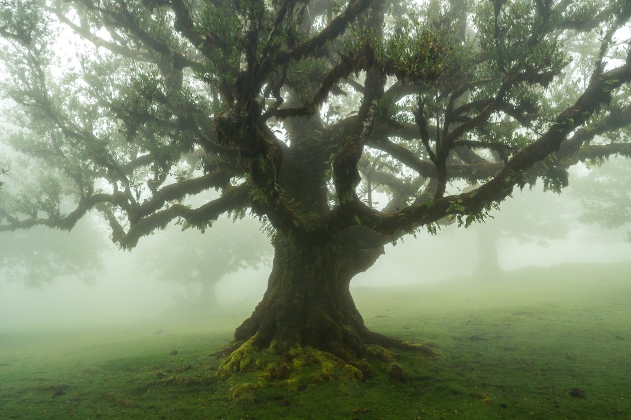 Geschichten des Waldes von Lee Cooper