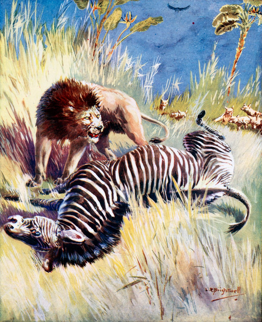Ein Löwe jagt ein Zebra von Leonard Robert Brightwell