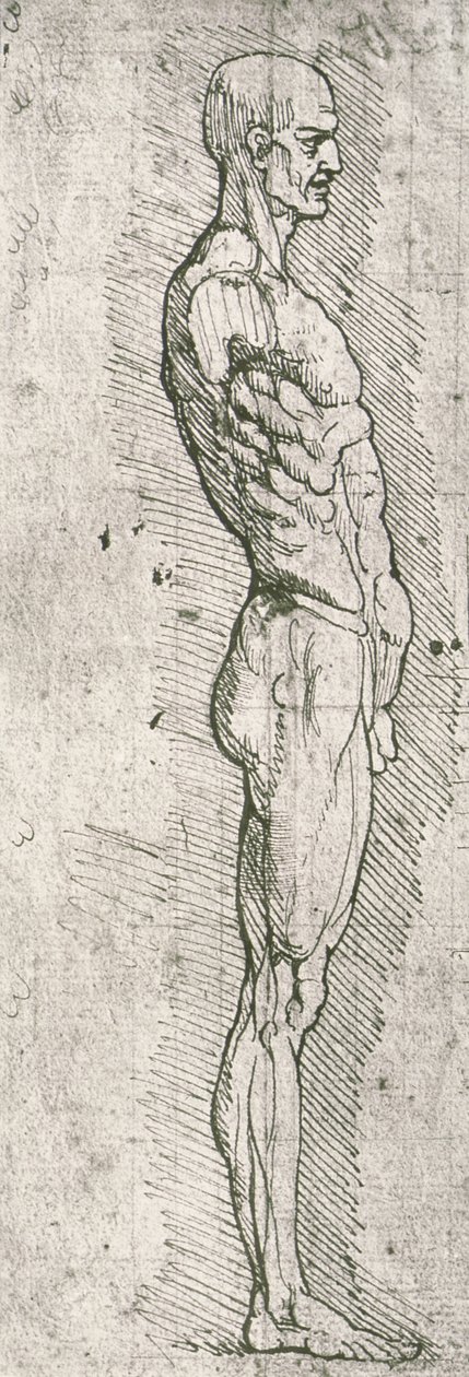 Anatomische Studie von Leonardo da Vinci
