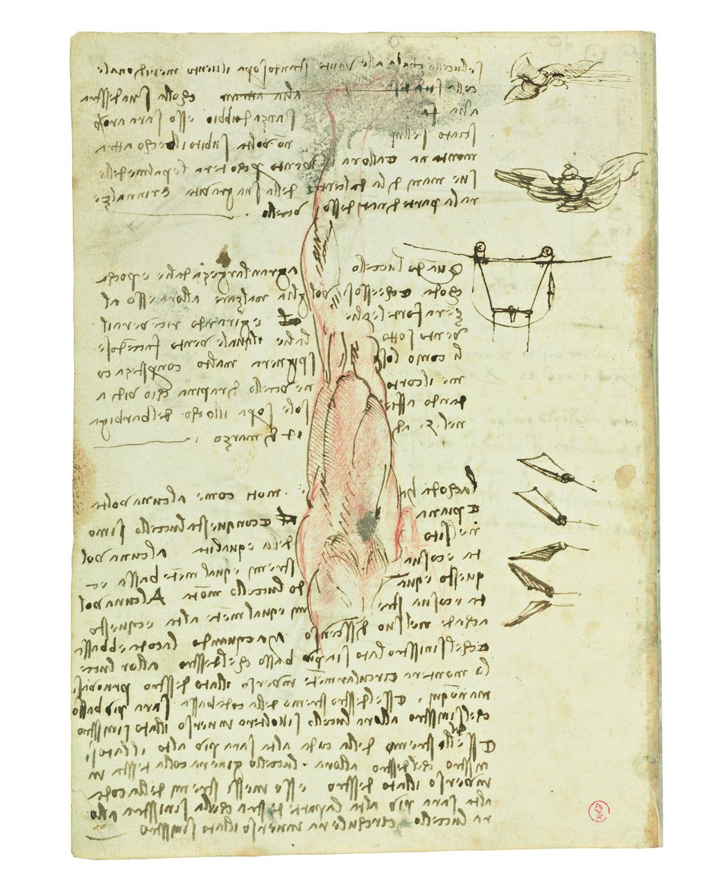Codex über den Vogelflug, Folio 17 verso von Leonardo da Vinci