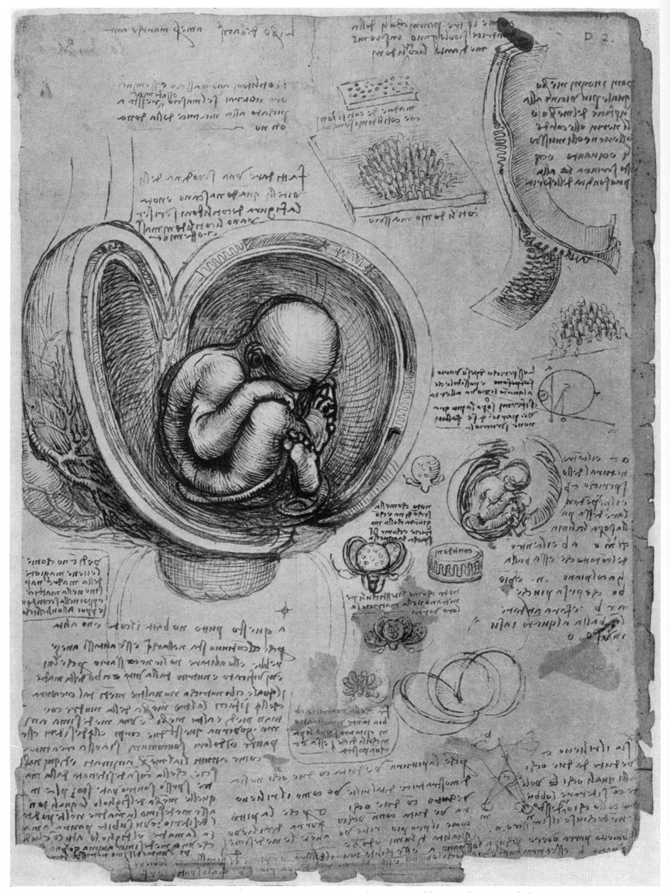 Anatomische Skizze eines menschlichen Fötus im Mutterleib von Leonardo da Vinci