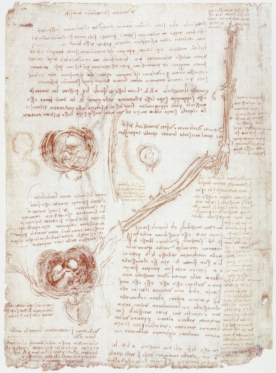 Anatomiestudien: Bewegung des Ellbogengelenks / Fetus im Uterus von Leonardo da Vinci