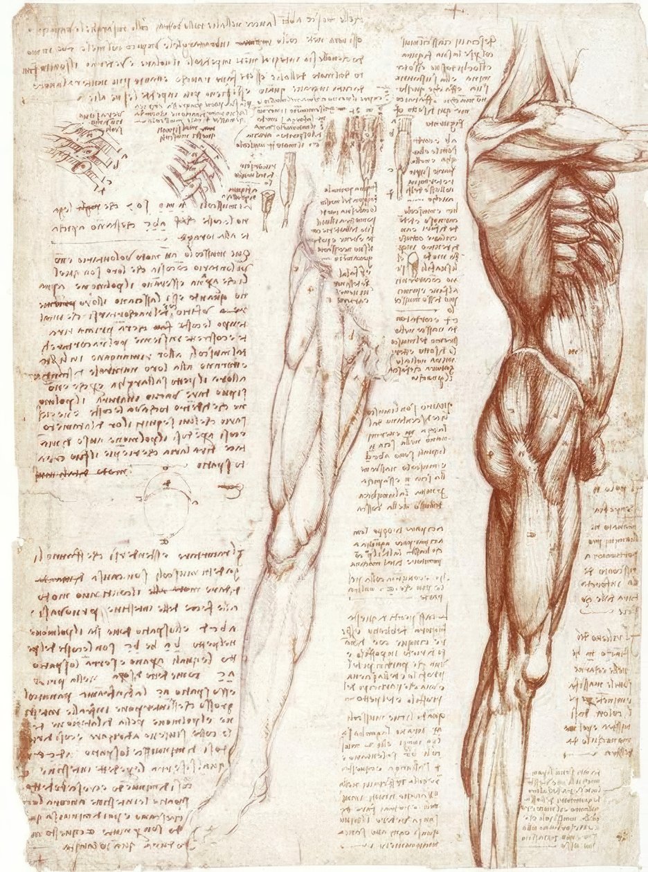 Anatomiestudien: Die Muskulatur des Rumpfes und der Beine von Leonardo da Vinci