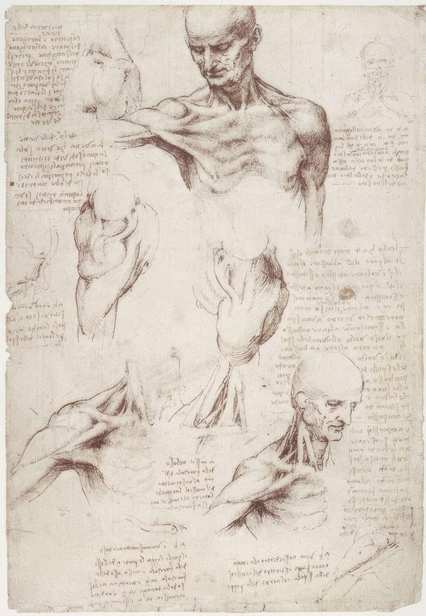 Anatomiestudien: Die Oberflächenmuskeln von Hals und Schulter von Leonardo da Vinci