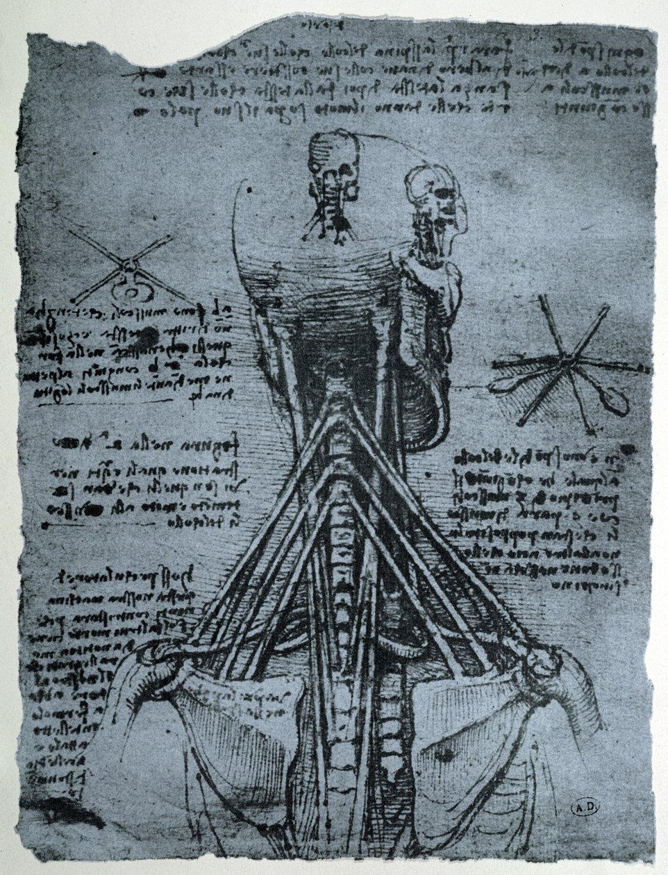 Knochenstruktur des menschlichen Halses und der Schulter, Faksimilekopie von Leonardo da Vinci