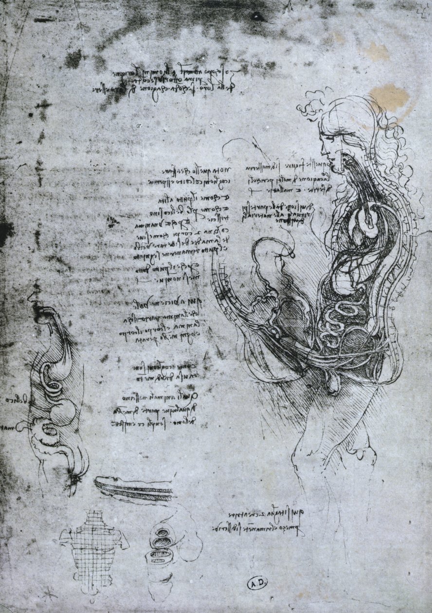 Koition von halbierten Mann und Frau, Faksimilekopie von Leonardo da Vinci