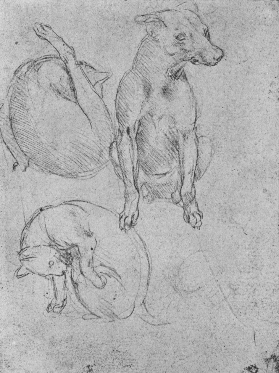 Studien eines Hundes und einer Katze, ca. 1480 1945 von Leonardo da Vinci