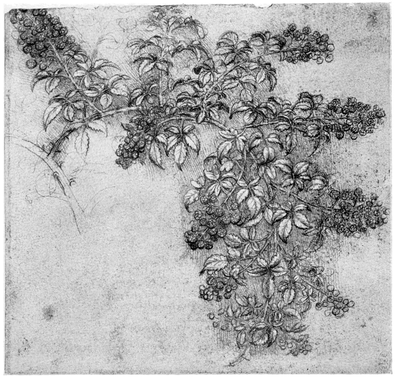 Studie eines Brombeerzweigs, spätes 15. oder frühes 16. Jahrhundert, 1954 von Leonardo da Vinci