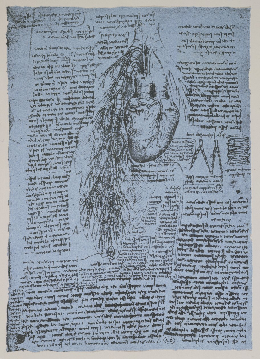 Das Herz und die Bronchialarterien, Faksimile des Windsor-Buchs von Leonardo da Vinci