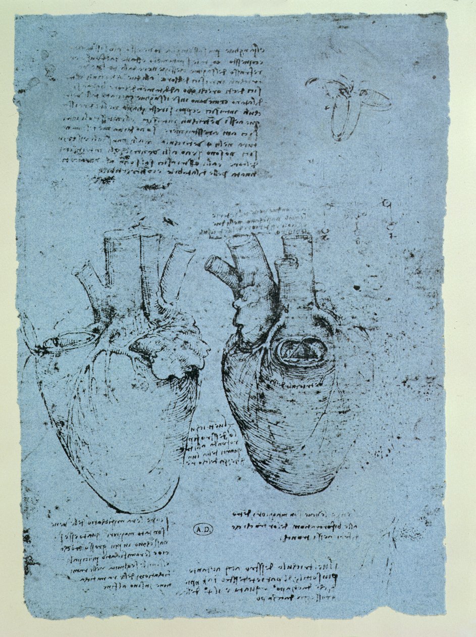 Das Herz, Faksimile des Windsor-Buchs von Leonardo da Vinci