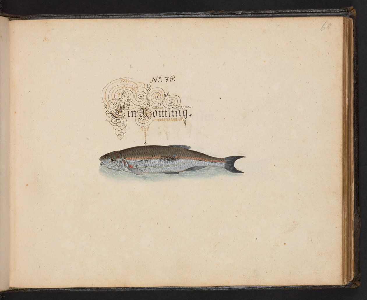 "Eine genaue natürliche Beschreibung und Darstellung der Wasservögel, Fische, Vierfüßler, Insekten und Würmer, die in den Gewässern von Straßburg vorkommen, die ich selbst geschossen und gehandhabt habe. Leonard Baldner, Fischer und Bürger in Straßburg" von Leonhard Baldner