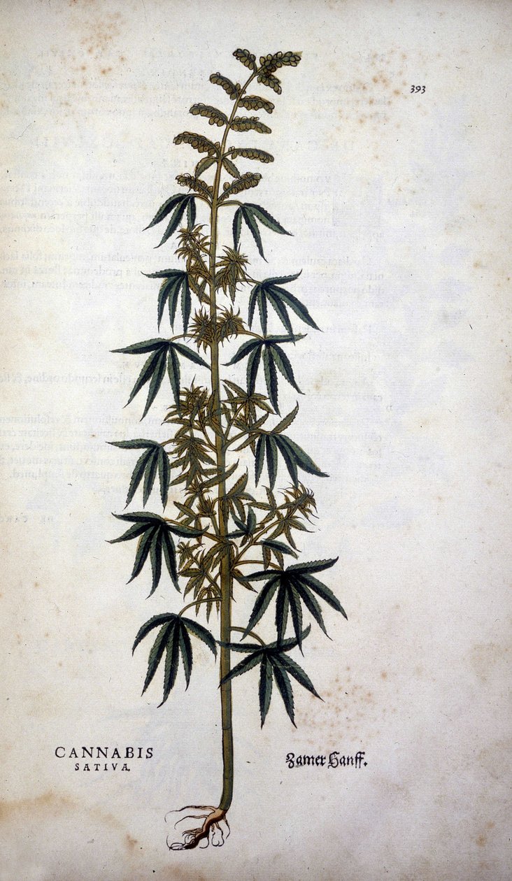 Cannabis Sativa (Hanf) - in „De Historia Stirpium commentarii insignia“ von Leonhart Fuchs von Leonhard Fuchs