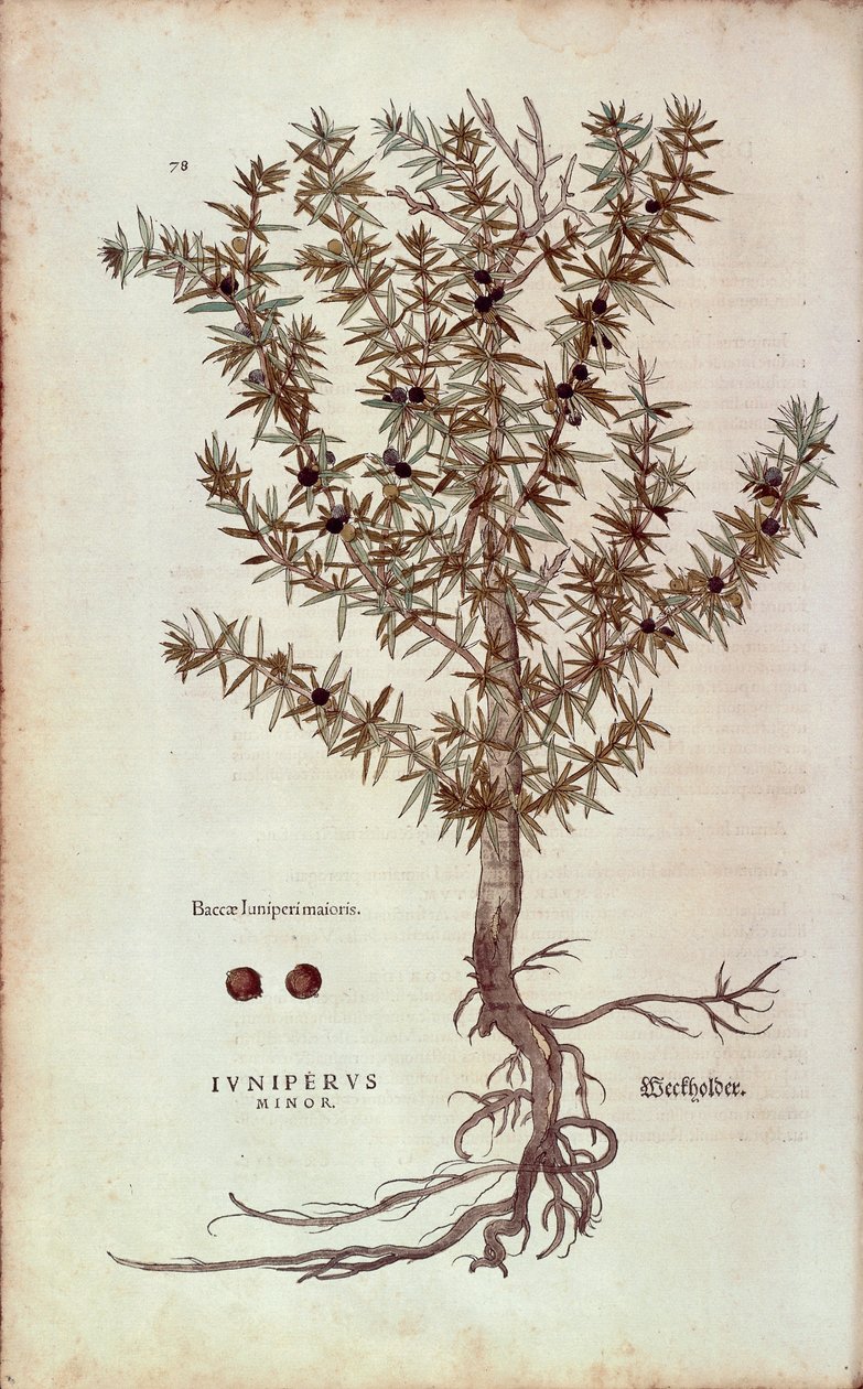 Gemeiner Wacholder von Leonhart Fuchs aus De historia stirpium commentarii insignes, kolorierte Gravur von Leonhard Fuchs