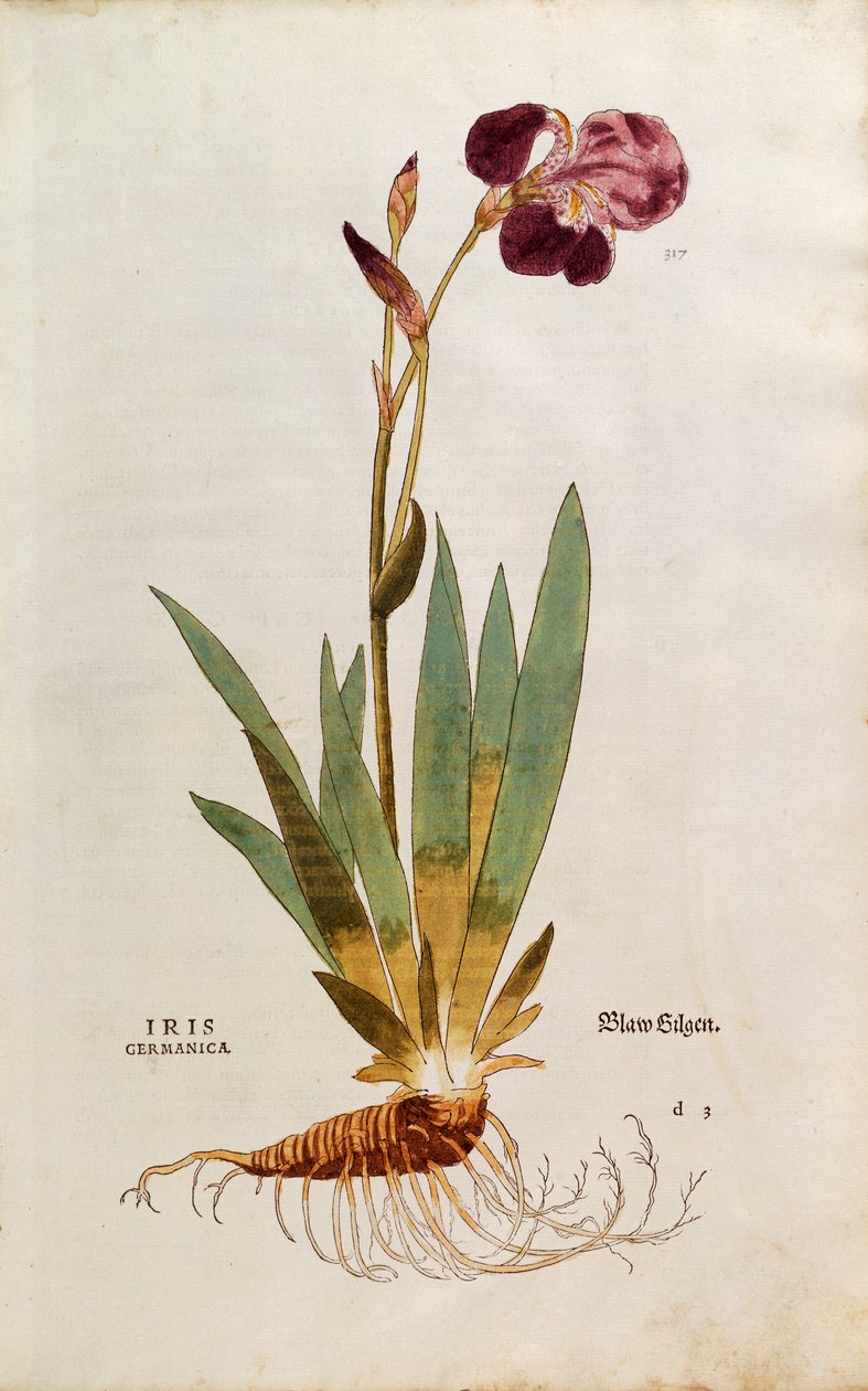 Deutsche Schwertlilie - Iris florentina (Iris germanica) von Leonhart Fuchs aus De historia stirpium commentarii insignes (Bemerkenswerte Kommentare zur Geschichte der Pflanzen), kolorierter Stich von Leonhard Fuchs