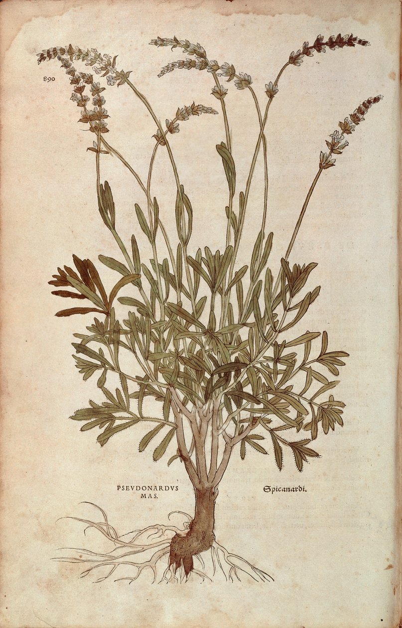 Lavendel - Lavandula spica von Leonhart Fuchs aus De historia stirpium commentarii insignes, kolorierte Gravur von Leonhard Fuchs